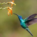 colibri