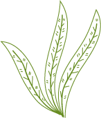 Image icon