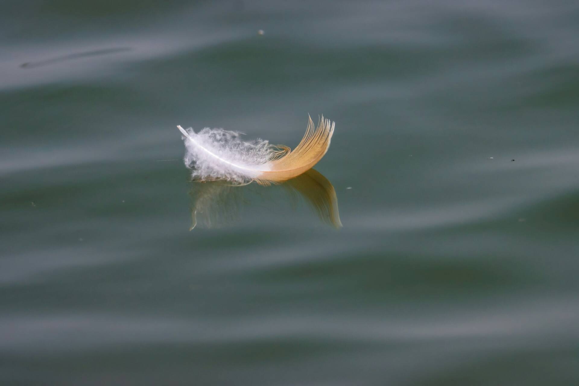 Une plume blanche et dorée flottant sur l’eau