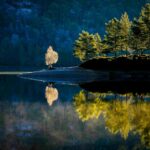 Reflets d'arbres sur un lac - trauma complexe et EMDR